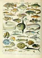 Macro-evolutionary comparisons across bony and cartilaginous fish, and across all vertebrates