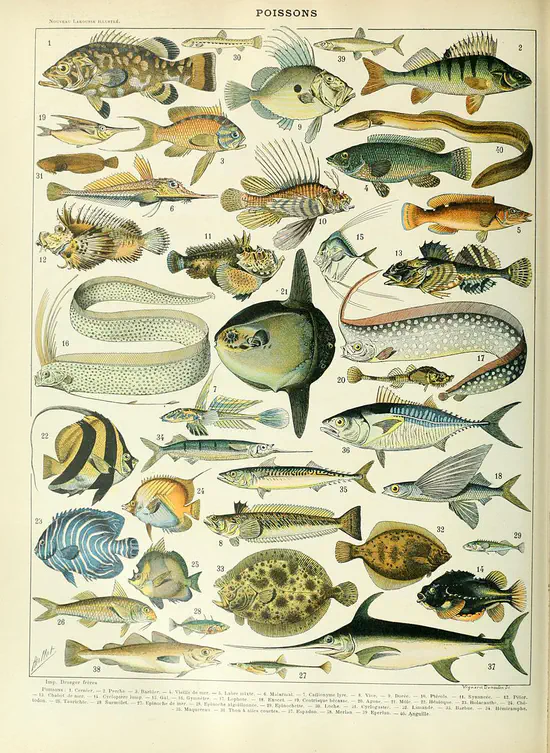 Macro-evolutionary comparisons across fish and vertebrates