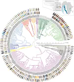 Micro-evolutionary comparisons across Lake Tanganyika cichlid fishes